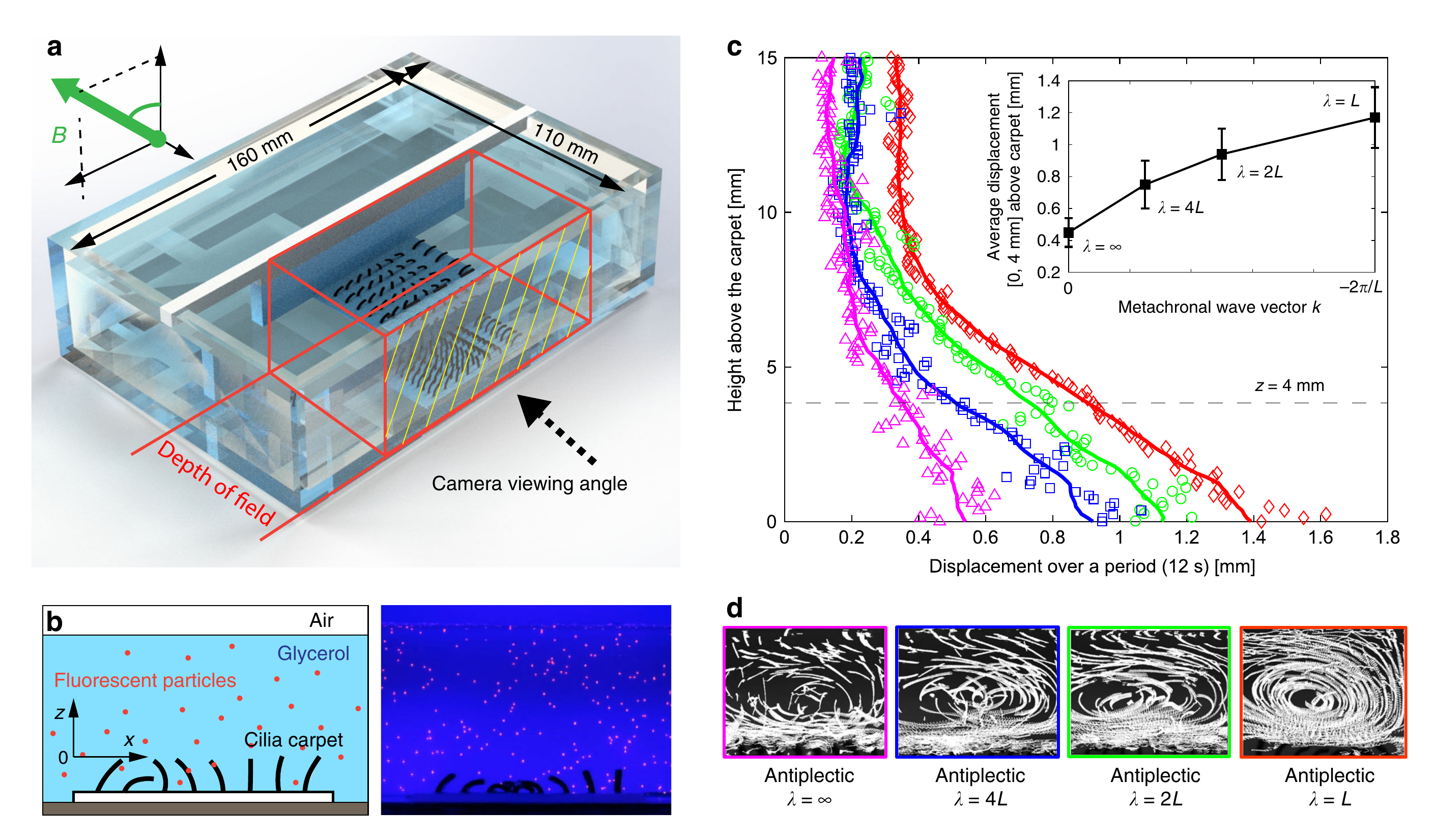 Wavelength and cilia density determine tracer transport and coherent flow.