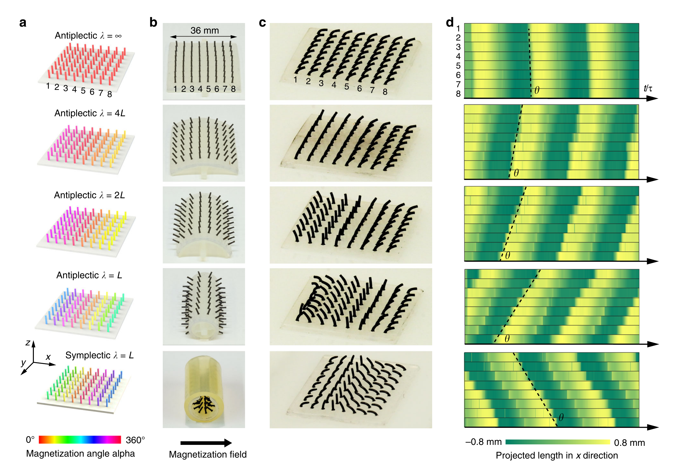 Curved magnetization templates program travelling metachronal waves across a magnetic cilia carpet.