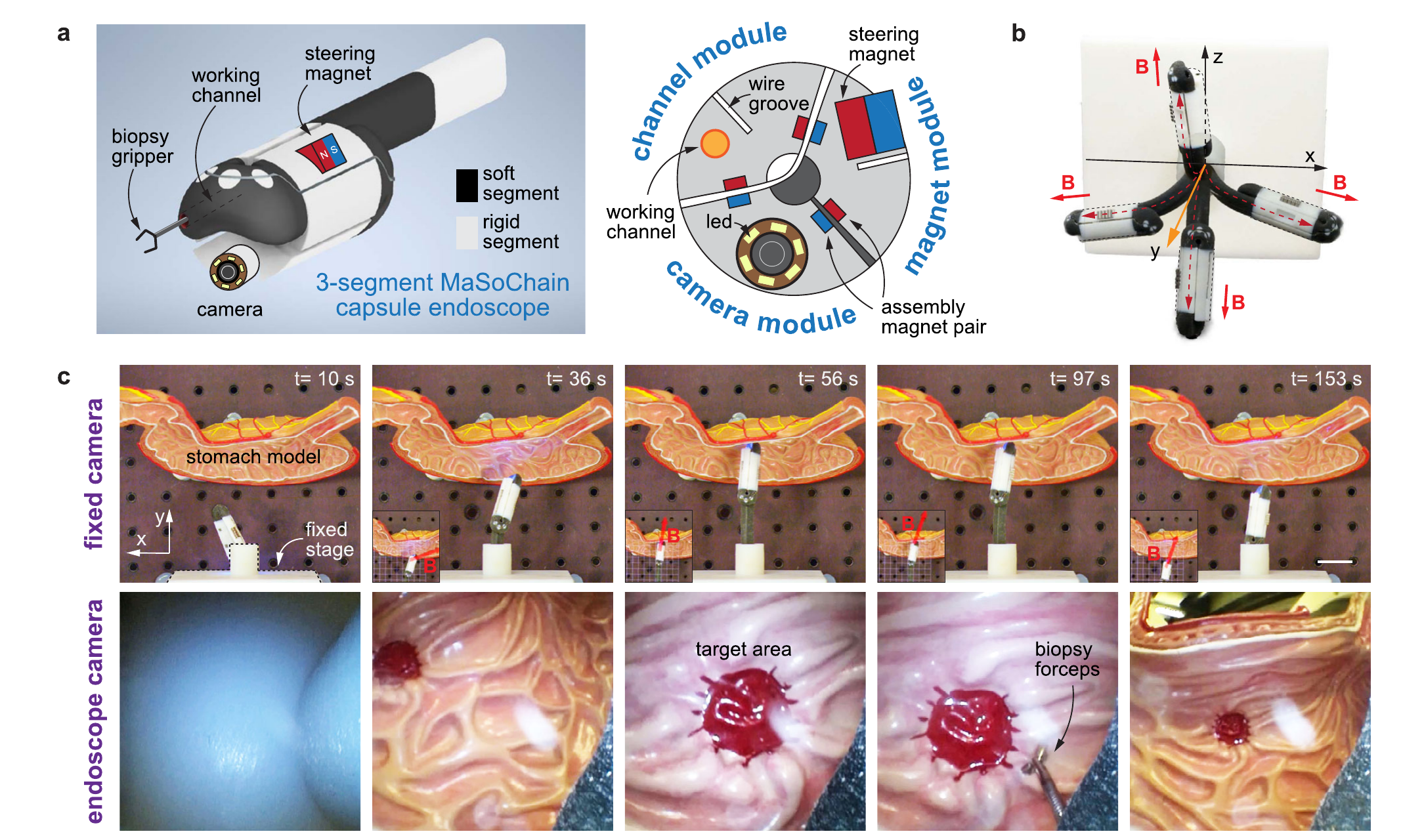 A capsule-endoscope demonstrator combines imaging, navigation and biopsy in a stomach model.