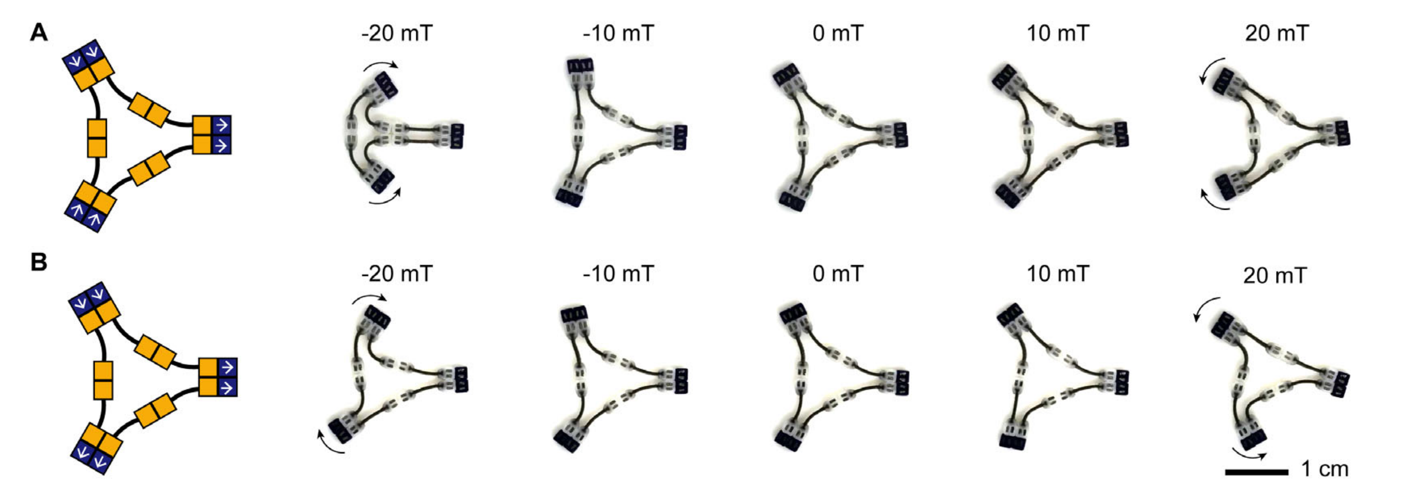 Two differently magnetized assemblies with the same star geometry deform differently under one field sweep.